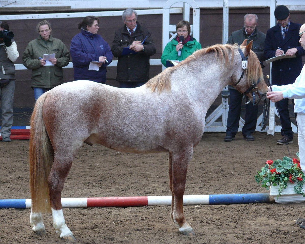 dressage horse Wildzang's Goldleaf (Welsh-Pony (Section B), 2007, from Wildzang's Socrates)