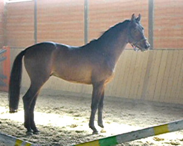 horse Cassabro (Hessian Warmblood, 2004, from Cassandro 10)