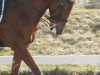 dressage horse Lucky (Trakehner, 2004)