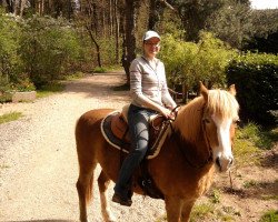 dressage horse Eddy (Haflinger, 1998)