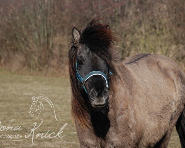 broodmare Dufa vom Barghof (Iceland Horse, 1991, from Hreinn frá Tóftum)