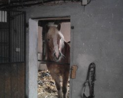 broodmare Mona (Haflinger, 1995, from Stephano (3,125% ox))