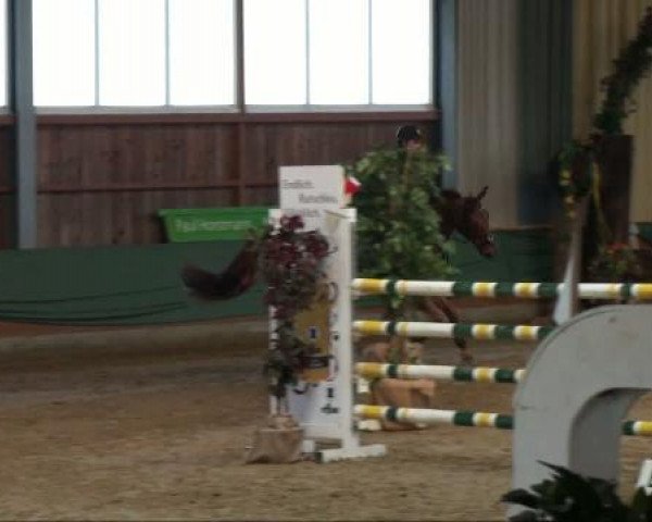 horse Candela 36 (Hanoverian, 2004, from Concetto)