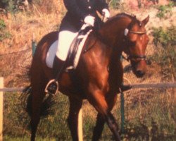 horse Gran Luciano (Hanoverian,  , from Grannox)