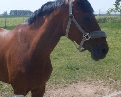 horse Coco 151 (Westphalian, 2002, from Cordobes I)