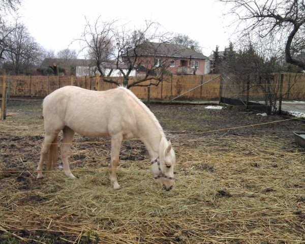 Zuchtstute Lillyfee (Deutsches Reitpony, 2008, von Centauro's Golden Flashlight)