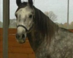 horse Shadow (Polish Warmblood, 2005, from Ramiro)