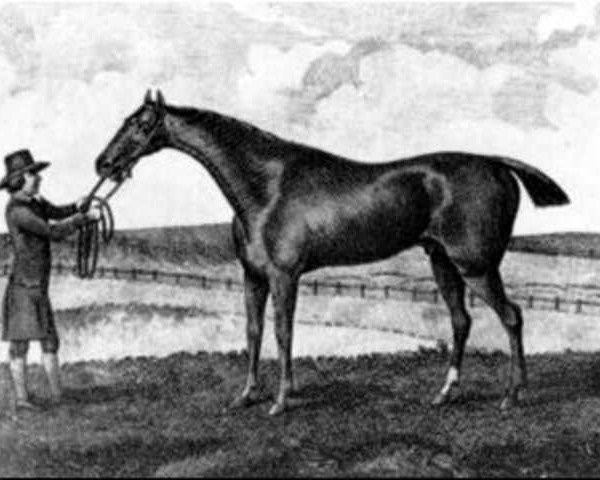 stallion Waxy xx (Thoroughbred, 1790, from Pot8os xx (Potoooooooo xx))