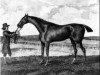 stallion Waxy xx (Thoroughbred, 1790, from Pot8os xx (Potoooooooo xx))