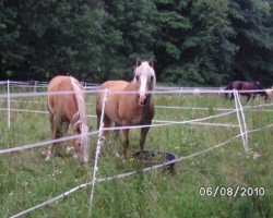 Pferd Renaldo (Haflinger,  )