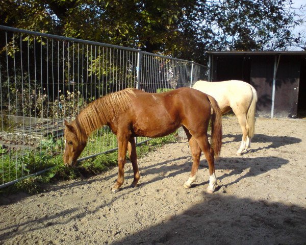 broodmare Chelsy (German Riding Pony, 2009, from Creston Dundee)