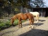 broodmare Chelsy (German Riding Pony, 2009, from Creston Dundee)