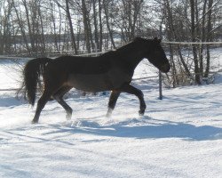 horse Sanyo (Brandenburg, 1997, from Seebote)