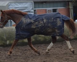 Pferd Breakdancer AMB (Hannoveraner, 2004, von Buddenbrock)