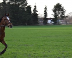 broodmare Ratina (German Riding Pony, 1996, from Valentino)