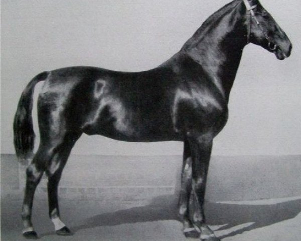 horse Jasperding (Hanoverian, 1907, from Jasmund)
