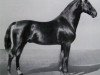 Pferd Jasperding (Hannoveraner, 1907, von Jasmund)