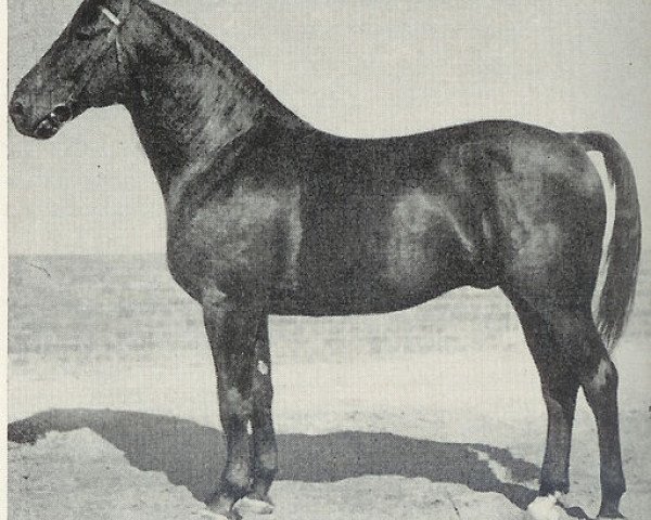 stallion Journalist (Hanoverian, 1925, from Jasperding)
