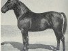 stallion Journalist (Hanoverian, 1925, from Jasperding)