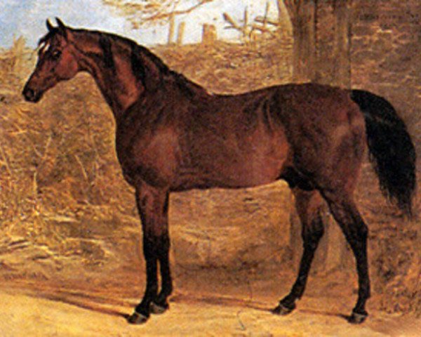 stallion Whisker xx (Thoroughbred, 1812, from Waxy xx)