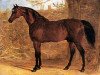 stallion Whisker xx (Thoroughbred, 1812, from Waxy xx)
