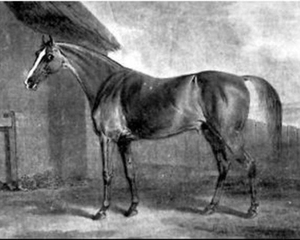 stallion Pot8os xx (Potoooooooo xx) (Thoroughbred, 1773, from Eclipse xx)