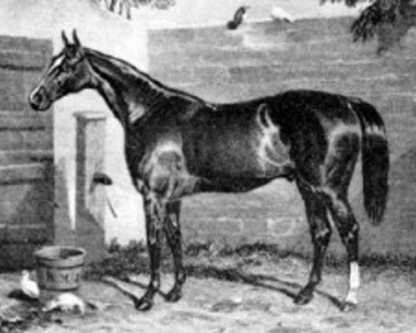 stallion Birdcatcher xx (Thoroughbred, 1833, from Sir Hercules xx)