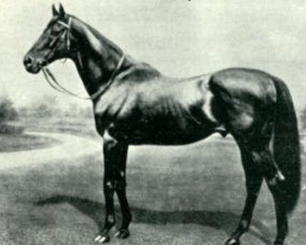 horse Hampton xx (Thoroughbred, 1872, from Lord Clifden xx)