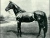 horse Hampton xx (Thoroughbred, 1872, from Lord Clifden xx)