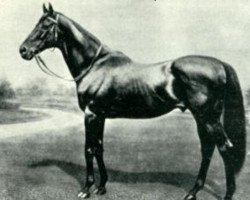 stallion Hampton xx (Thoroughbred, 1872, from Lord Clifden xx)