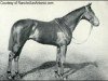stallion Bay Ronald xx (Thoroughbred, 1893, from Hampton xx)