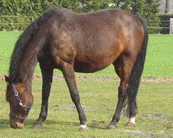 broodmare Levante B (Holsteiner, 1994, from Levantos I)