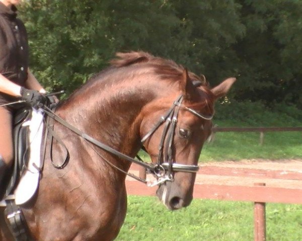 dressage horse Rio Grande M3 (Hessian Warmblood, 1995, from Rubinstein I)