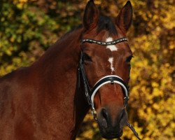 broodmare Lathina (Hanoverian, 1997, from Lanthan)