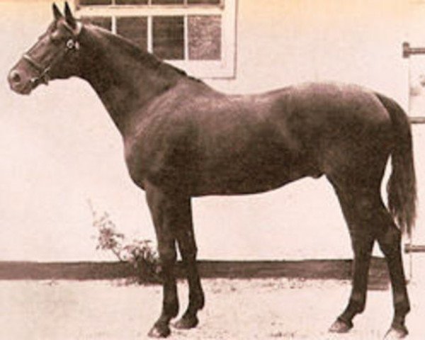 stallion Dark Ronald xx (Thoroughbred, 1905, from Bay Ronald xx)