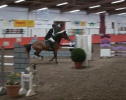 jumper Luduvika (Oldenburg show jumper, 2004, from Ludwig von Bayern 168 FIN)