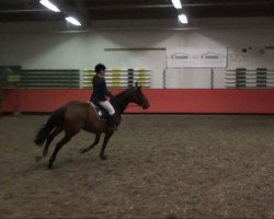 jumper Awenta 2 (Belgian Warmblood, 2000, from Thunder van de Zuuthoeve)