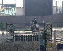 jumper Simba 105 (German Riding Pony, 2001, from Unbekannt PONY)