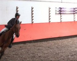 jumper Amie A Vie (Oldenburg show jumper, 2003, from Landor S)