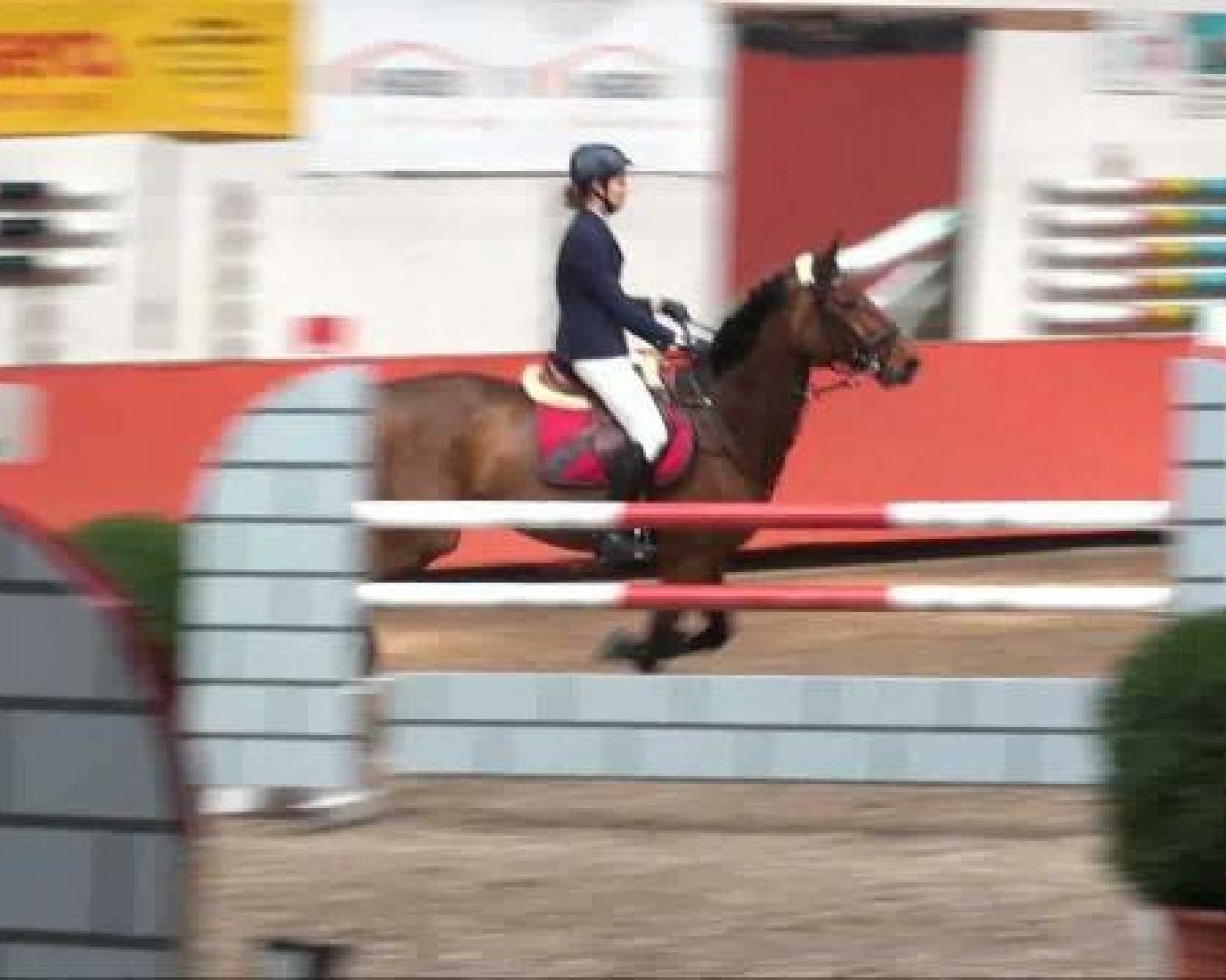 broodmare Minetta 2 (Holsteiner, 1997, from Acobat II)