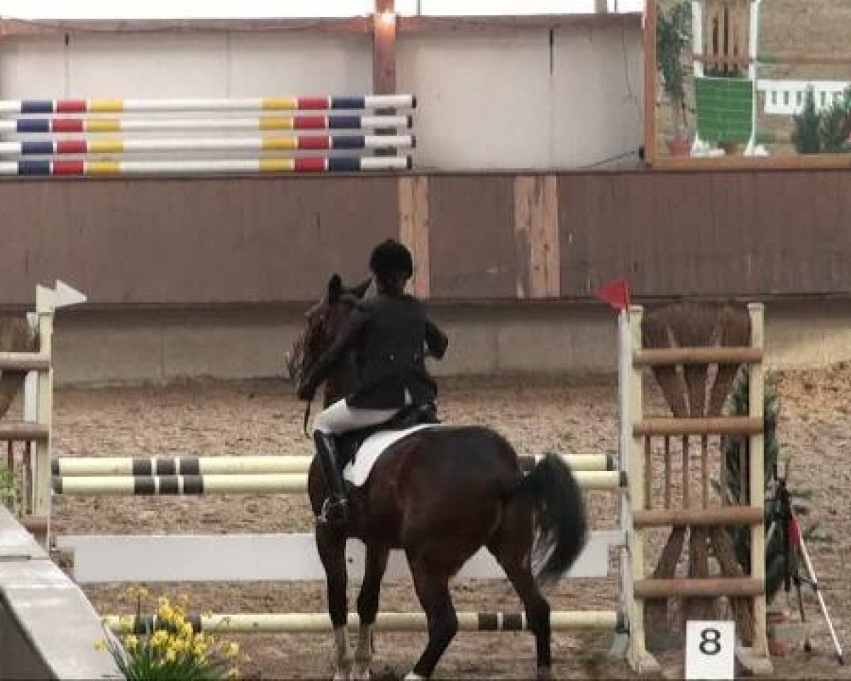 jumper Forever Sure (Irish Sport Horse, 1998)