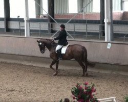 dressage horse Ribano 6 (Oldenburg, 2003, from Rubin Royal OLD)