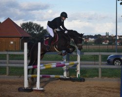 jumper Nicolo 28 (German Riding Pony, 2009, from Speyksbosch Nelson)