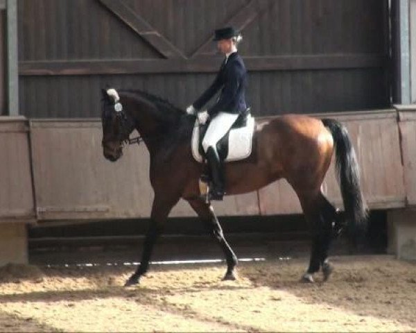 dressage horse Fürst Leopold 2 (Hessian Warmblood, 2003, from Florestan I)