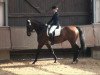 dressage horse Fürst Leopold 2 (Hessian Warmblood, 2003, from Florestan I)