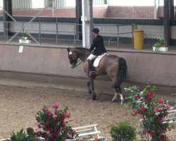 dressage horse Leniero (Westphalian, 2004, from Leonardo F.M.)