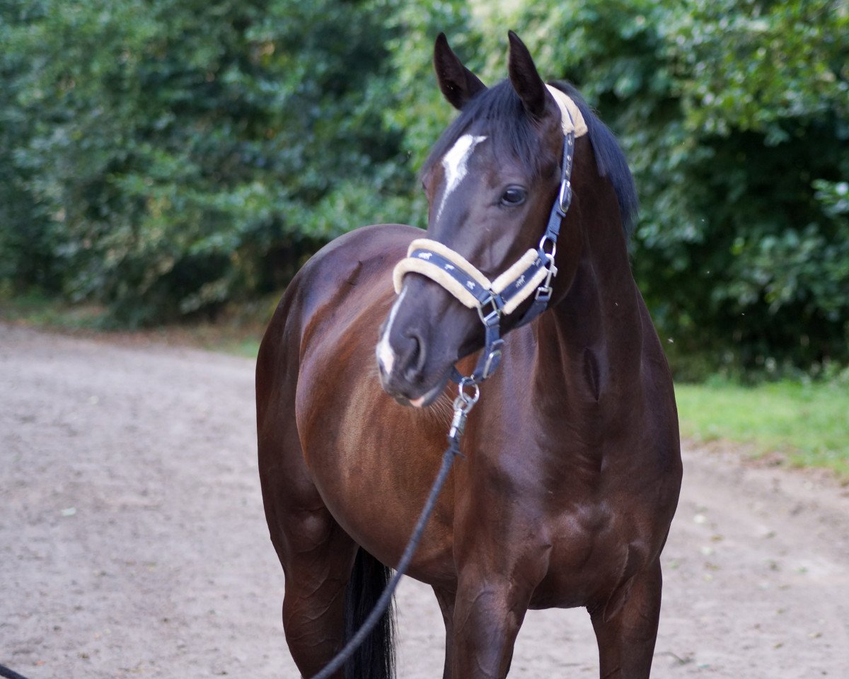 Springpferd Devaki M (Hannoveraner, 2017, von Diacontinus)