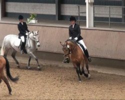 dressage horse Dancer 52 (German Riding Pony, 1989, from Durello)