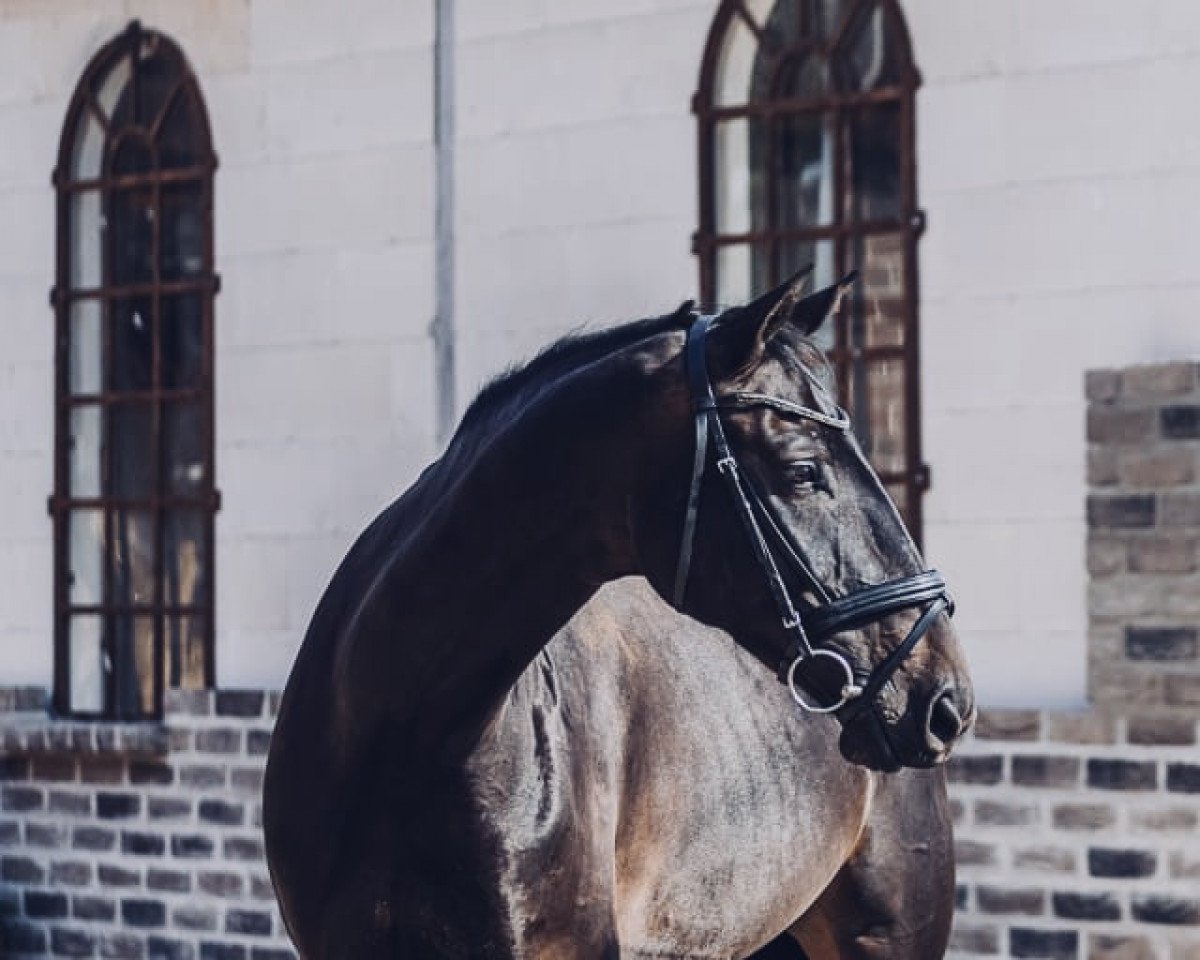 jumper Sole (Hanoverian, 2016, from Solid Gold Z)