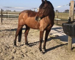 Dressurpferd Nugget (Deutsches Reitpony, 2009, von Nagano)